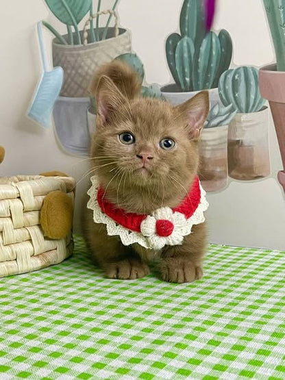 Munchkin