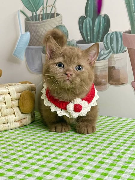 Munchkin