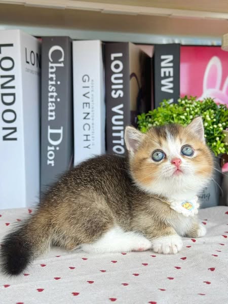 Munchkin