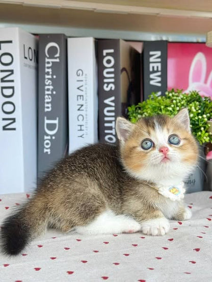 Munchkin