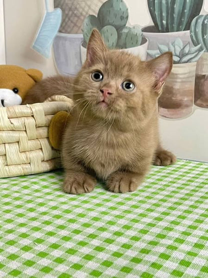 Munchkin