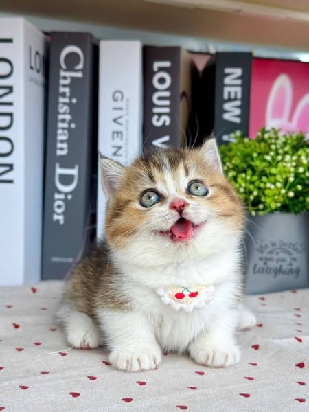 Munchkin