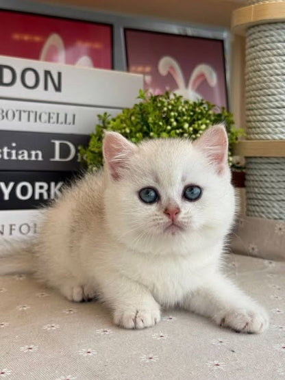 British Shorthair