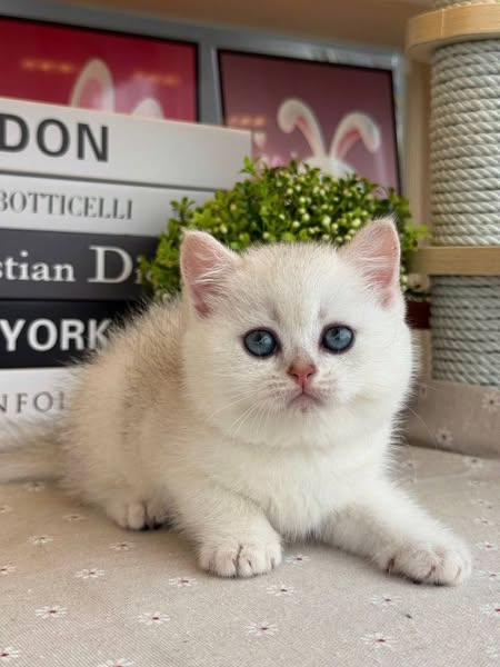 British Shorthair