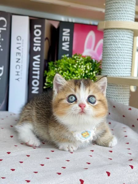 Munchkin
