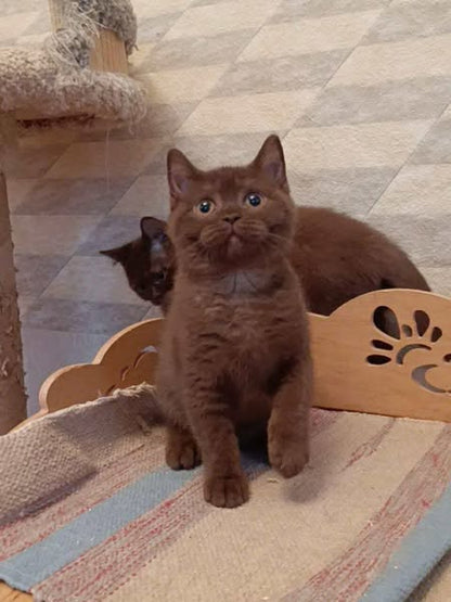 British Shorthair