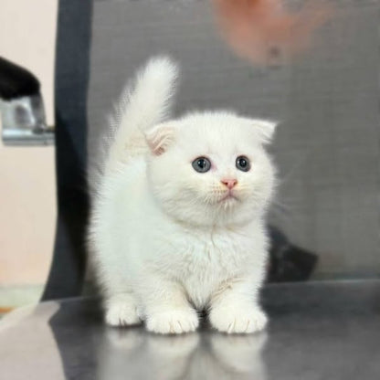 Munchkin Fold