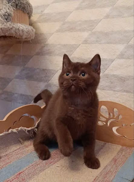 British Shorthair