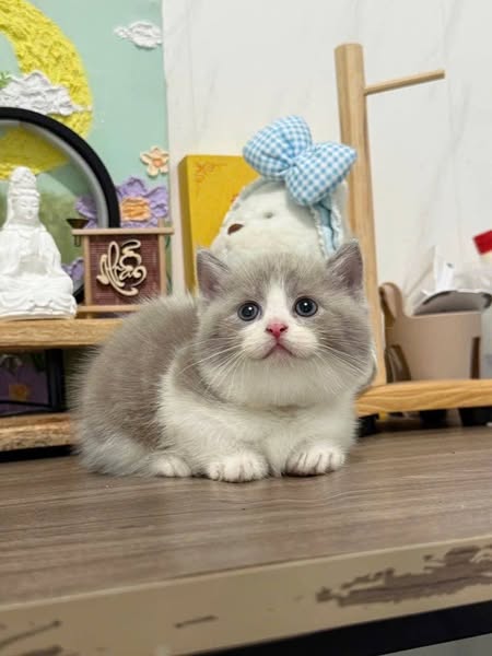 Munchkin
