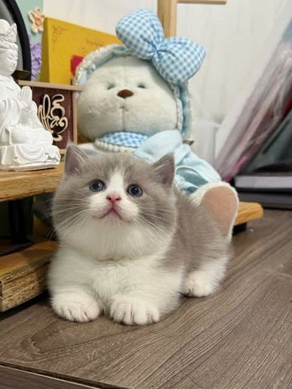 Munchkin