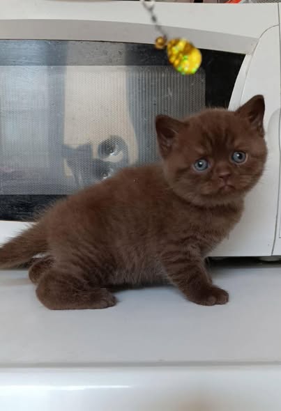 British Shorthair