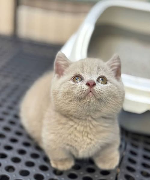 Munchkin