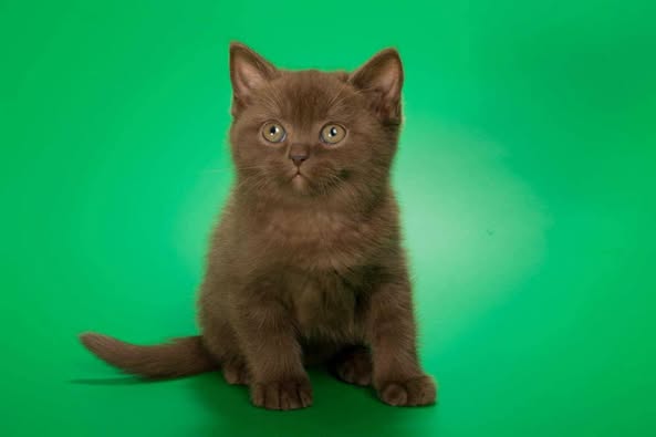 British Shorthair