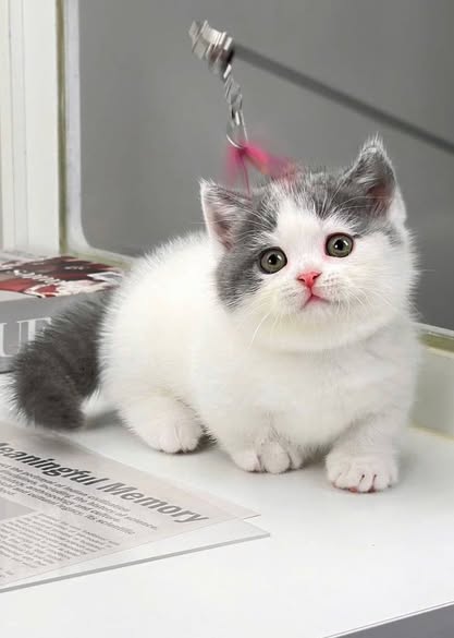 Munchkin