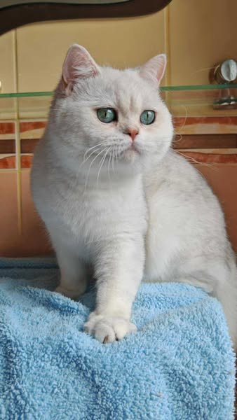 British Shorthair