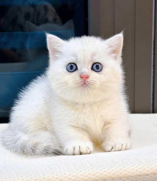 Munchkin