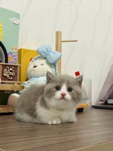 Munchkin