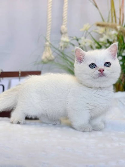 Munchkin
