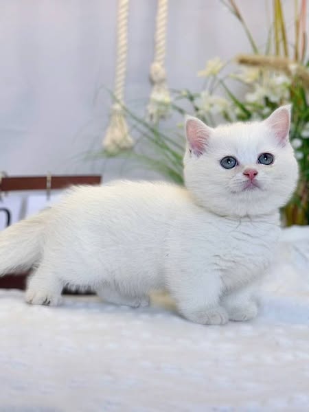 Munchkin