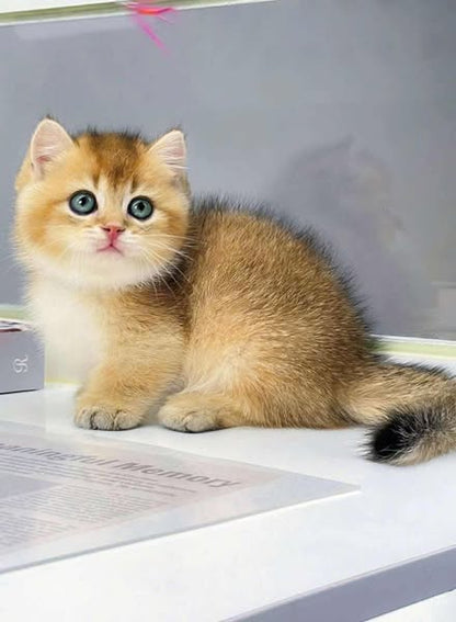 Munchkin