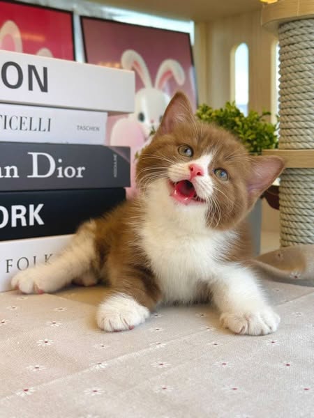 British Shorthair