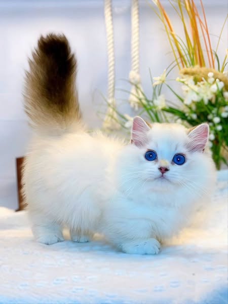 Munchkin Longhair