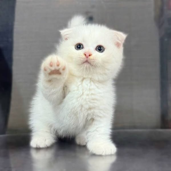 Munchkin Fold