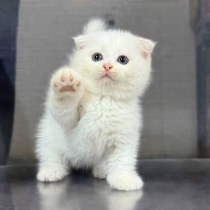 Munchkin Fold