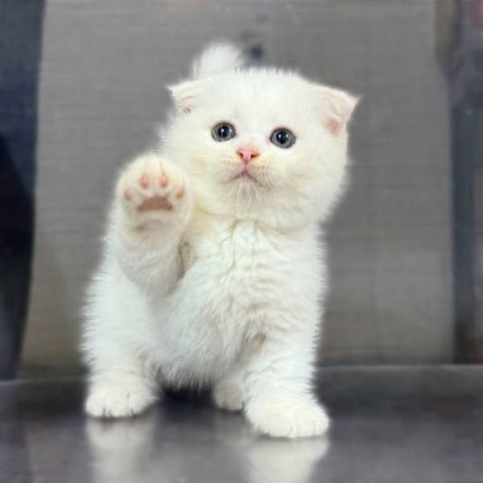 Munchkin Fold
