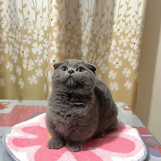 Munchkin Fold
