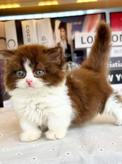 Munchkin Longhair