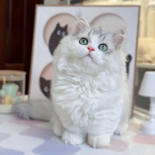 Munchkin Longhair