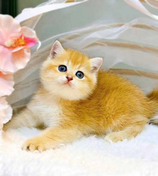 British Shorthair