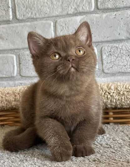 British Shorthair