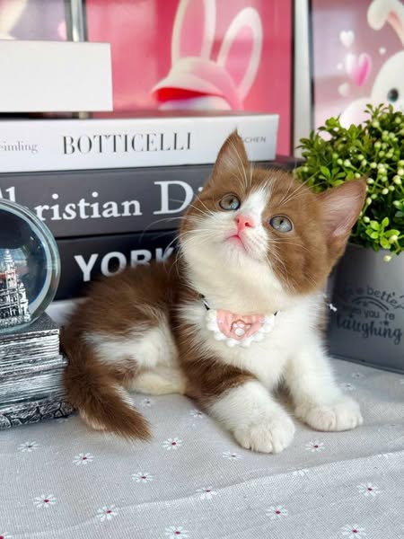 British Shorthair