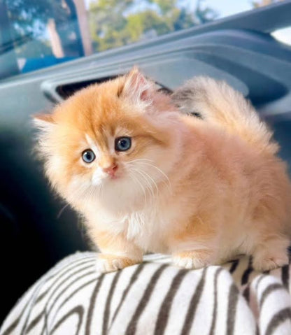 Munchkin Longhair