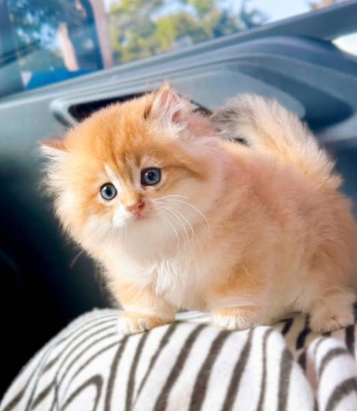 Munchkin Longhair