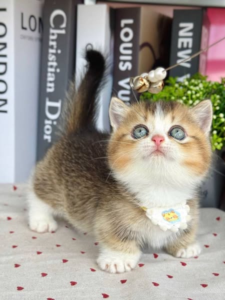 Munchkin