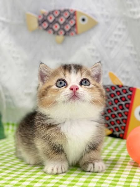 Munchkin