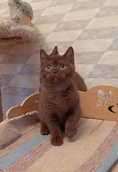 British Shorthair