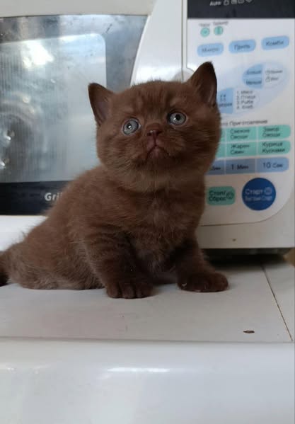 British Shorthair