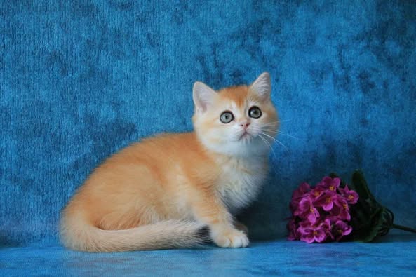 British Shorthair