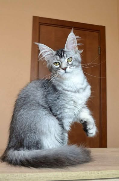 Maine Coon