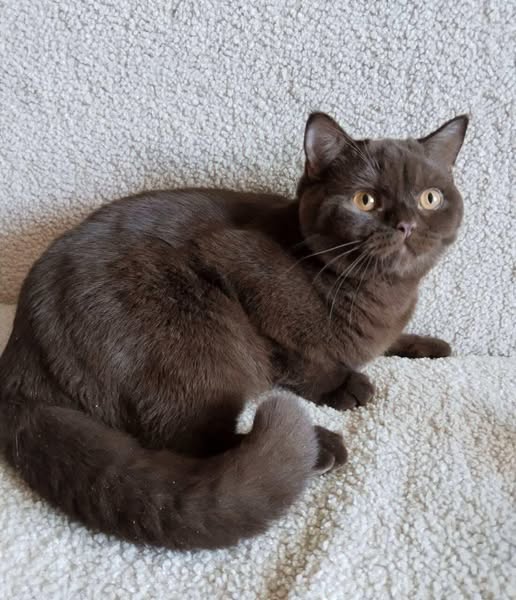 British Shorthair