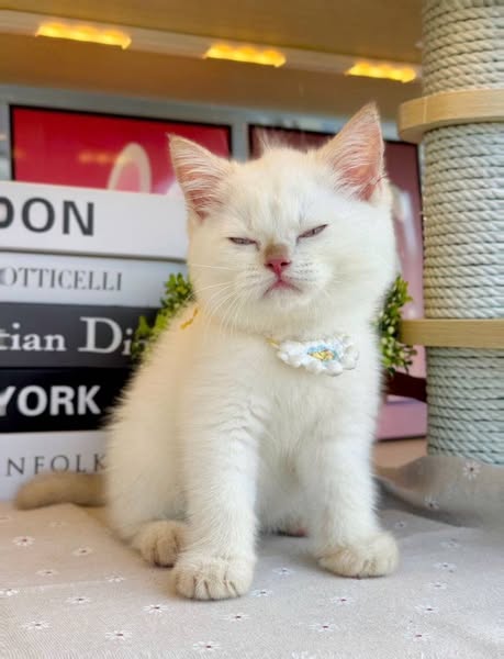British Shorthair