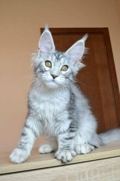 Maine Coon