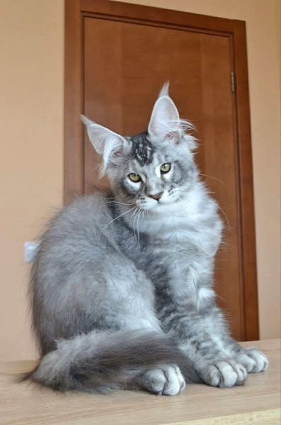 Maine Coon