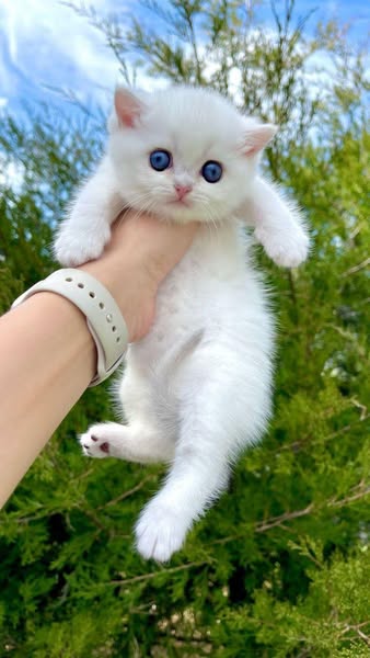 British Shorthair