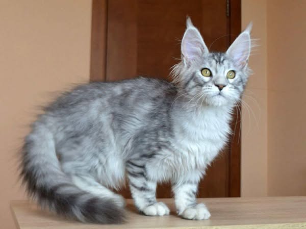 Maine Coon