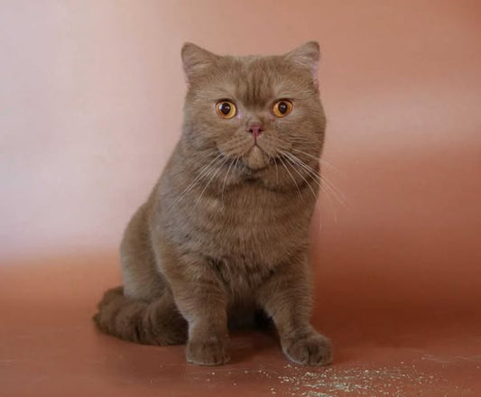 British Shorthair